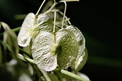 Ptelea trifoliata 'Aurea' - křídlatec trojlistý 'Aurea' - plod